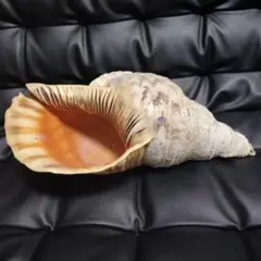 貝殻標本　ダンシャクボラ 貝殻標本 ダンシャクボラ