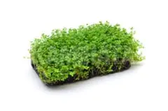 リピート多数 無害虫・無農薬 置くだけ簡単トロピカ産 キューバパールグラス