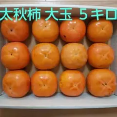 岡山県産 太秋柿 大玉 5キロ