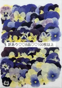 押し花♡No392♡訳あり♡B品♡ビオラ100枚