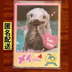 鳥羽水族館　コレクションカード　メイちゃん
