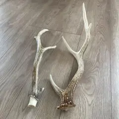 えぞ鹿の角 2本セット