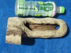 天然 樹洞 クワリウム 登り木 №89