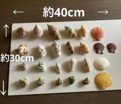 貝殻セット　25個