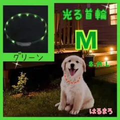 光る首輪 グリーン Mサイズ わんちゃん 夜 お散歩 安心 安全 USB充電