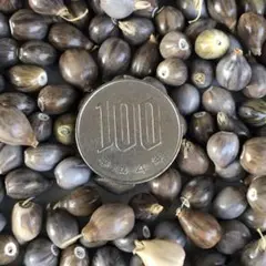 数珠玉(ジユズダマ) 無農薬 100g