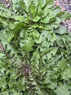 Item thumbnail for item 5993d6cb-793a-49ed-9408-e4f0efb16887