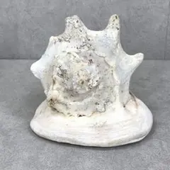 トウカムリ貝 21 × 28 cm 天然 巻貝 ヘルメットシェル マンボウガイ