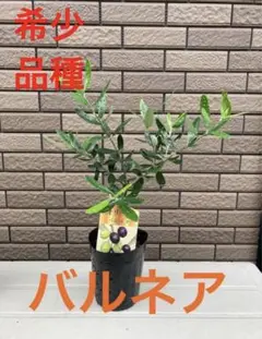希少品種 オリーブ バルネア