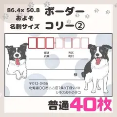 【ボーダーコリー②】宛名シール　差出人シール　普通サイズ　40枚　動物　犬