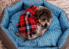チェック柄 ワンちゃん 服 小型犬 レッド