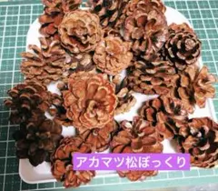 メルカリ便　松ぼっくり　アカマツ　小サイズ　（カラマツ黒松に変更可）　50個前後