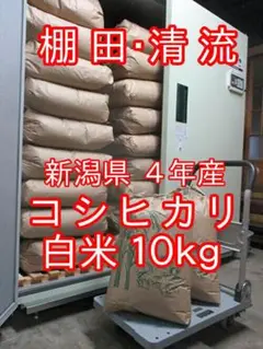 新米 新潟県 4年産 コシヒカリ 白米 10kg(10kg×1袋) お米 米