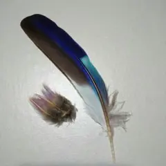 鳥の羽根 ⭐️インドブッポウソウの羽根