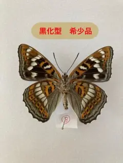 蝶標本　北海道産オオイチモンジ♀  2023年採集　良品 ⭐️昨年来個体数激減‼️ 蝶標本 北海道産オオイチモンジ♀ 2023年採集 良品 ⭐️昨年来