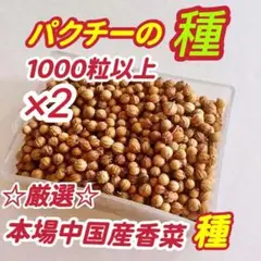 パクチー種(香菜)の種2000粒以上入り(1000粒以上入り×2)