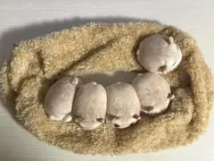 フェリシモ ハムスター ティッシュカバー