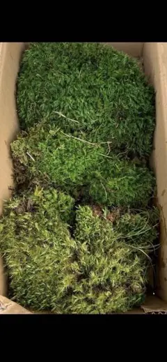 【苔コロニー詰め合わせ♪】コンパクトBOXいっぱい