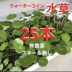 ☆メダカの休憩☆増えるウォーターコイン〜☆ウォーターマッシュルーム☆