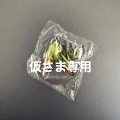 仮さま専用