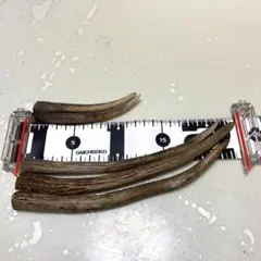 鹿の角
