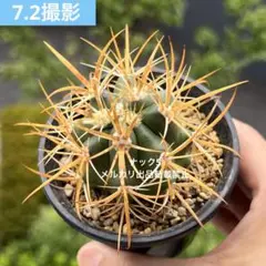 サボテン　鯱頭　実生　大株　※鉢のまま発送 2025年最新】鯱頭の人気アイテム - メルカリ