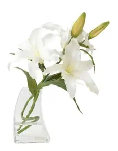 Item thumbnail for item a4332ea4-0019-437b-aedf-9e5e39794e1b