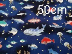 生地　魚柄　50cm 海の生きもの　魚　クジラ　クラゲ