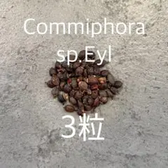 Y*I様 コミフォラ　エイル　発根済み Y*I様 コミフォラ エイル 発根済み - メルカリ