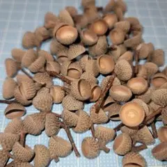 f　双子のどんぐり帽子　120個(60本)　殻斗