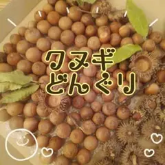 クヌギのどんぐり (1点のみ)