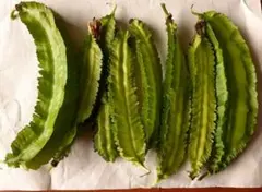 無農薬 四角豆の種 30粒 350円