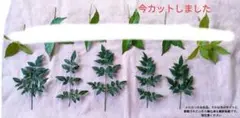 千両　赤実無し＋南天5本ずつ