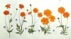押し花　キバナコスモス他