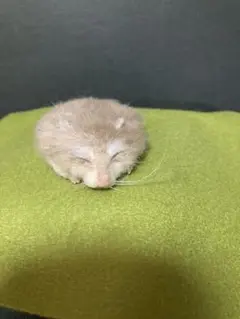 Item thumbnail for item ab1c7915-24b5-4a20-bee3-f5926fb57cae