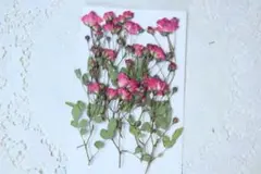 押し花　バラ10本