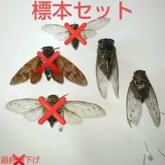 セミ 昆虫 標本 セット
