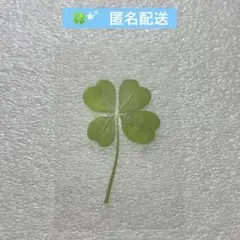 四つ葉 クローバー カード 栞 ㉒