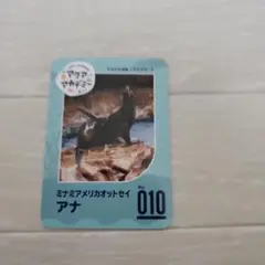 すみだ水族館　いきものカード　アクアアカデミー　いきものカード　10オットセイ