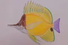 熱帯魚…1番人気？の(フェヤッコダイ)のイラスト 色鉛筆