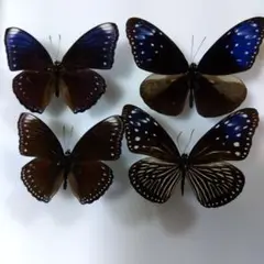 ツマムラサキマダラ  造形作品　粘土造形　昆虫　模型　蝶 ツマムラサキマダラ 造形作品 粘土造形 昆虫 模型 蝶 美術品