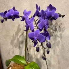 入荷少なめです❗️超希少❗️胡蝶蘭❤️ブルージーン　1本立 入荷少なめです❗️超希少❗️胡蝶蘭❤️ブルージーン 1本立