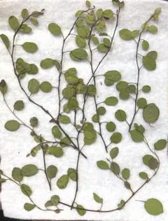 押し花 緑色の葉 ワイヤープランツ