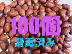 どんぐり 100個　マテバシイ