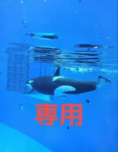 専用