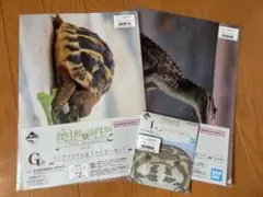 【新品】 爬虫類&両生類　一番くじ　クリアファイル　ジッパーバッグ