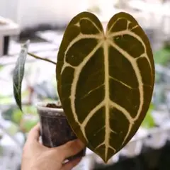 ア*モ様 アンスリウム「カーラブラッキー × マグニフィクム」 Anthurium carlablackiae / アンスリウム カーラブラッキー③