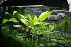 ヤマサキカズラ(水上美化の代表植物)1株