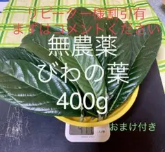 400g 栽培期間中農薬不使用 びわの葉
