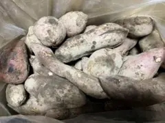 超訳あり約10kg【1セットのみ】自家製無農薬 安納芋(さつまいも)